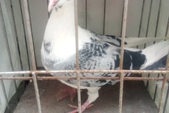 Vente avec paiement en ligne: jeune pigeon 
