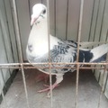 Vente avec paiement en ligne: jeune pigeon 