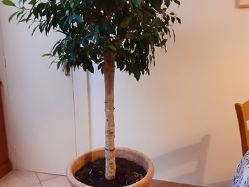 Vente: ficus 
