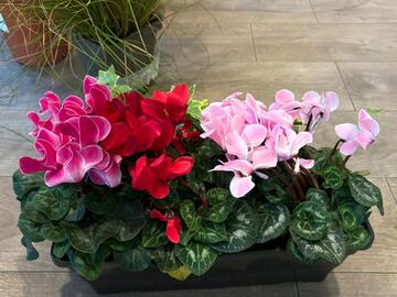 Sales: CYCLAMEN mini + feuil jardin (lot de 3)