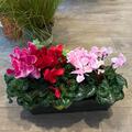 Vente: CYCLAMEN mini + feuil jardin (lot de 3)