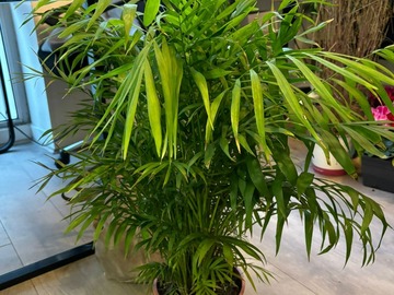 Vente: chamaedorea