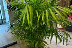 Vente: chamaedorea