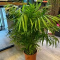 Vente: chamaedorea