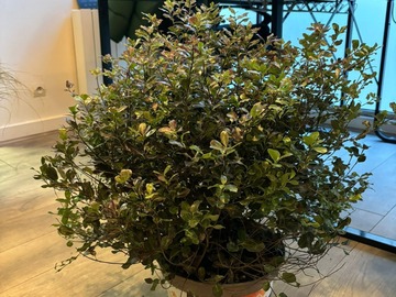 Vente: pittosporum tom thumb