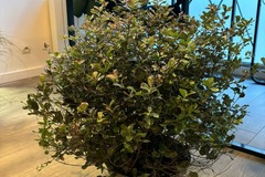 Vente: pittosporum tom thumb