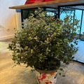 Vente: pittosporum tom thumb