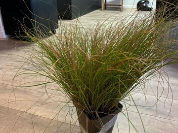 Vente: schizachyrium chameleon