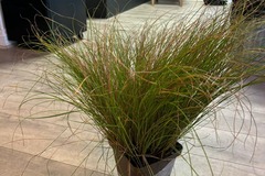Vente: schizachyrium chameleon