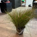 Vente: schizachyrium chameleon