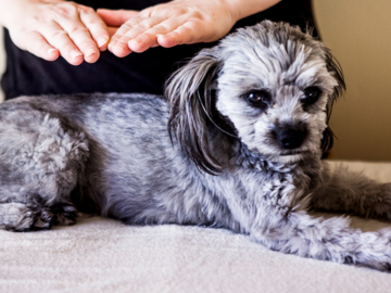 Wellness Session Single: Pet Reiki with Faith