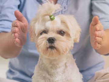 Wellness Session Packages: 6 - 30 minutes Pet Reiki Sessions Package with Faith