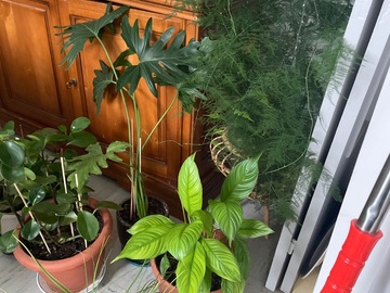 Vente: J’ai des nombreuses plantes à vendre le prix de 0 à 10