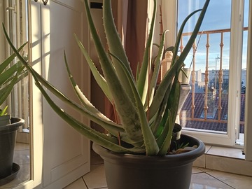 Vente: Plante Aloe Vera géant 
