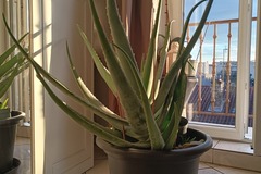 Sales: Plante Aloe Vera géant 