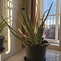 Sales: Plante Aloe Vera géant 