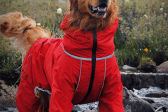 Bulk Lots: dog assault clothes cotton-padded warm autumn and winter