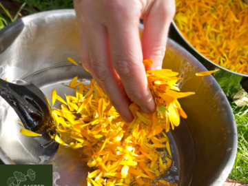 Wellness Session Single: Earth's Apothecary: Everyday Herbal First Aid with Zonie
