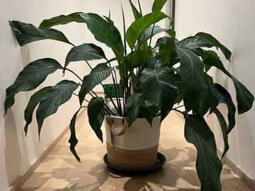 Myydään: House Plants