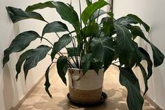 Myydään: House Plants