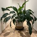 Myydään: House Plants
