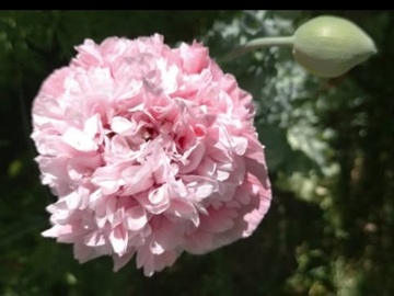 Vente: Pavots rose double pivoine