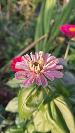 Zinnia