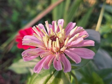 Vente: Zinnia