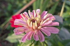Sales: Zinnia