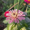 Sales: Zinnia