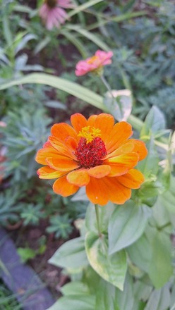 Zinnia