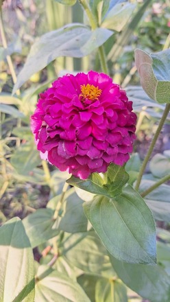 Zinnia