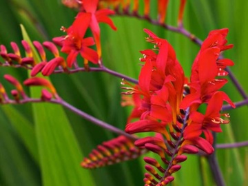 Vente: Crocosmia  lucifer