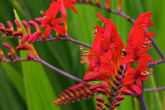 Sales: Crocosmia  lucifer