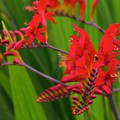 Sales: Crocosmia  lucifer