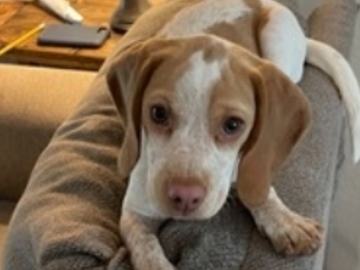   : Little Anne