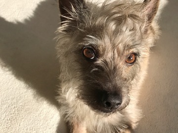   : Timber