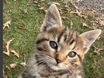   : Tiger