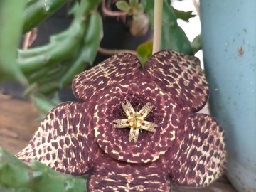 Vente: Graines de Stapelia 