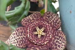 Sales: Graines de Stapelia 