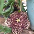 Sales: Graines de Stapelia 