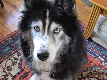   : Doggo