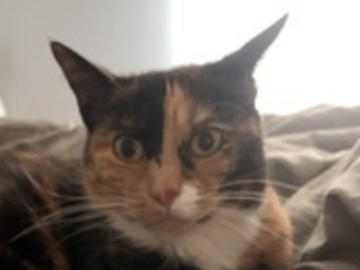   : Kitty