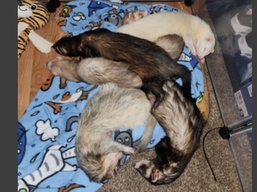   : Meeko, Milo, Crash, Eddie, Cosmo, Tink, Sasha