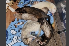   : Meeko, Milo, Crash, Eddie, Cosmo, Tink, Sasha