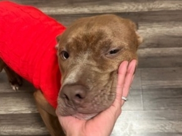   : Krypto