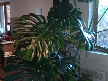 Vente: Monstera Deliciosa