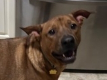   : Enzo