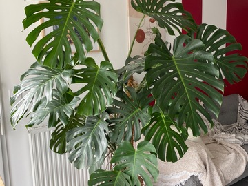 Sales: Monstera deliciosa