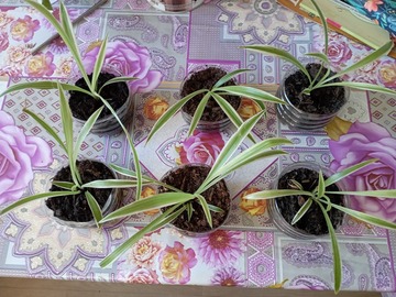 Vente:  Plantes vertes dépolluantes Clorofitum 